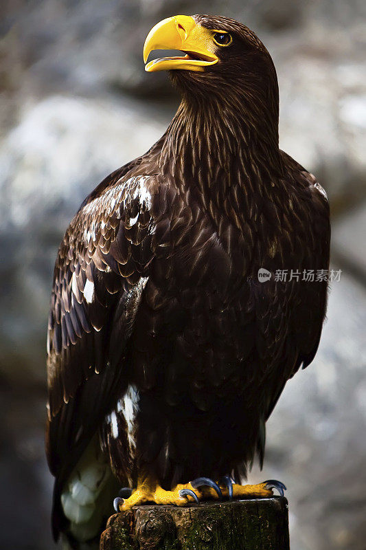 海鹰(学名haliaetus pelagicus)